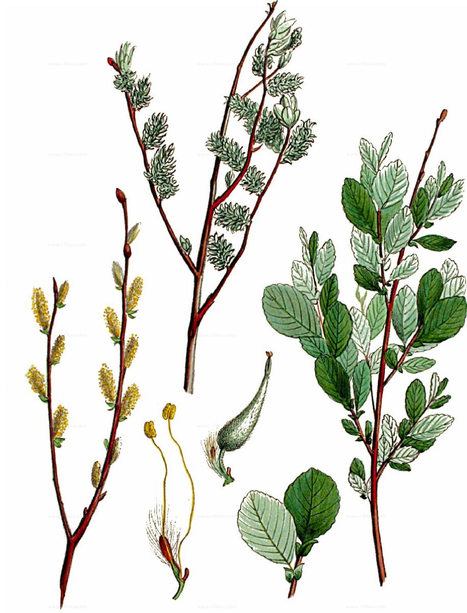 Ива Черничная Окс