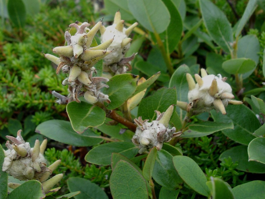 Ива ушастая (salix aurita l.)
