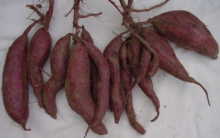 Как приготовить сладкий картофель