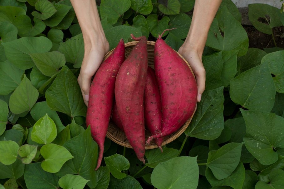 Финский батат