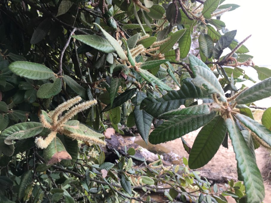 Lithocarpus densiflorus