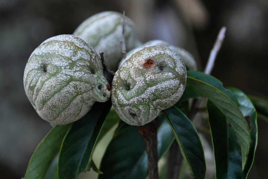 Литокарпус съедобный