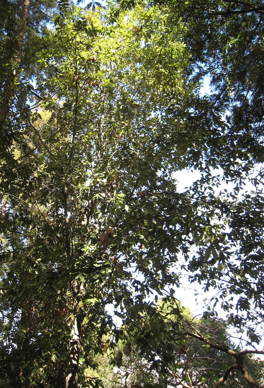 Литокарпус съедобный