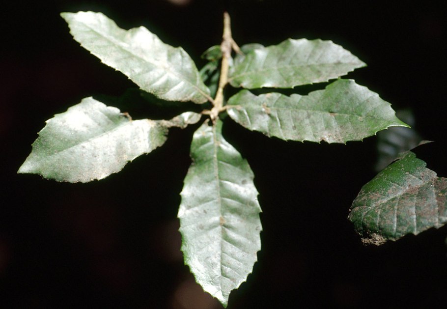 Литокарпус (Lithocarpus) фото