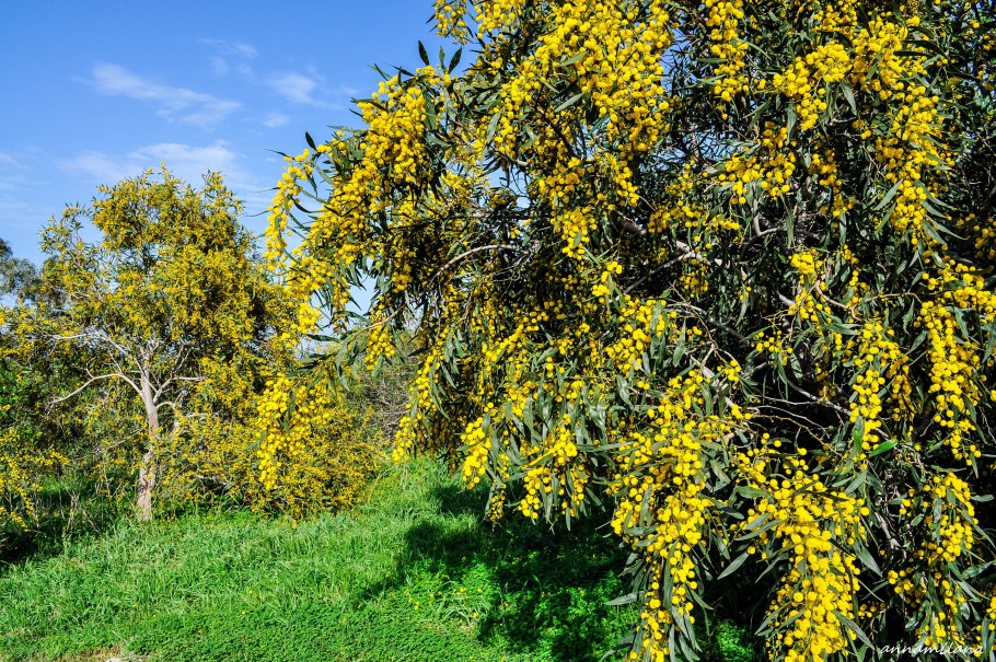 Курра-мамель растение