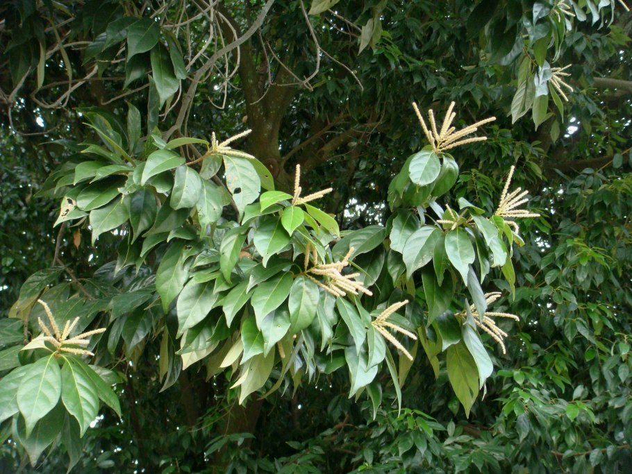 Lithocarpus hancei