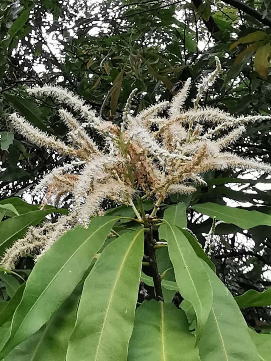 Chrysolepis sempervirens