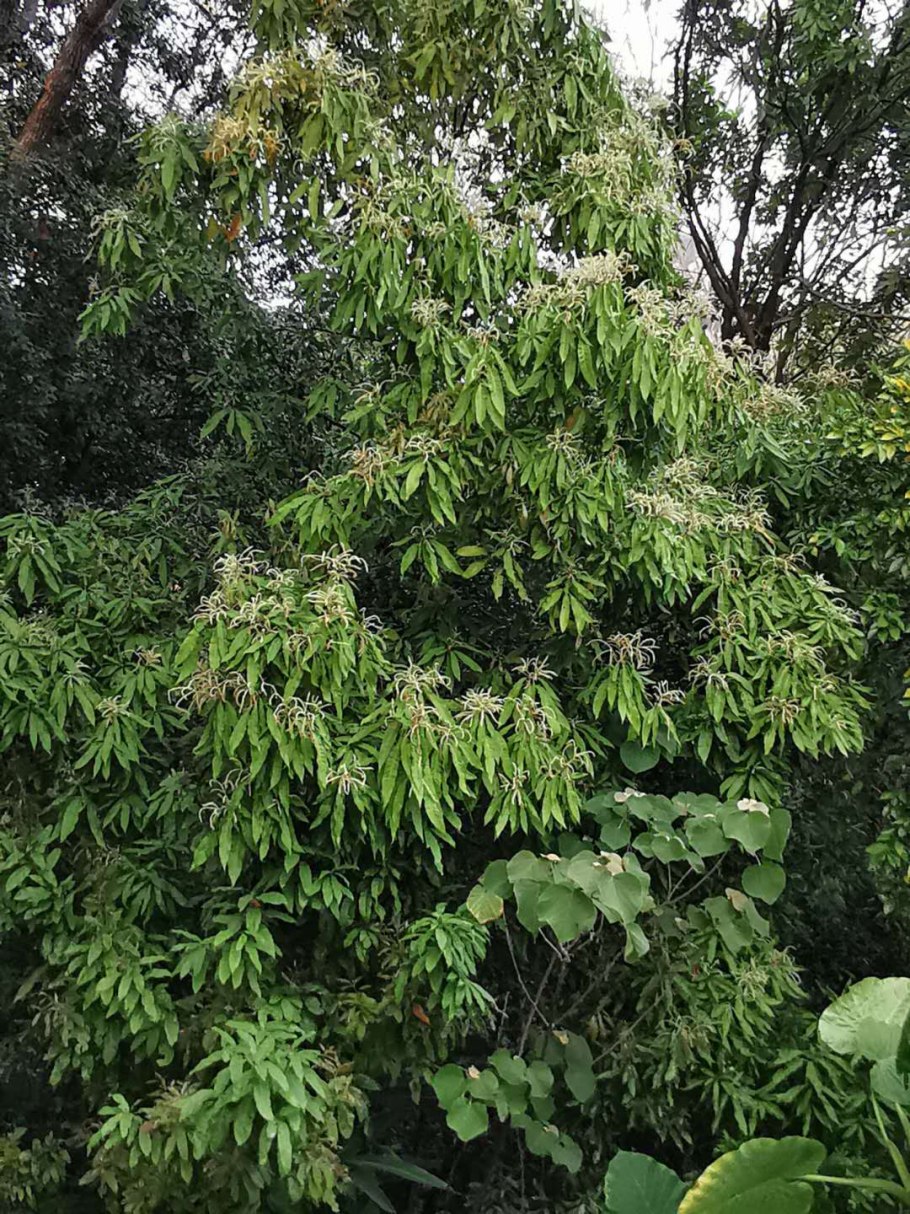 Lithocarpus hancei