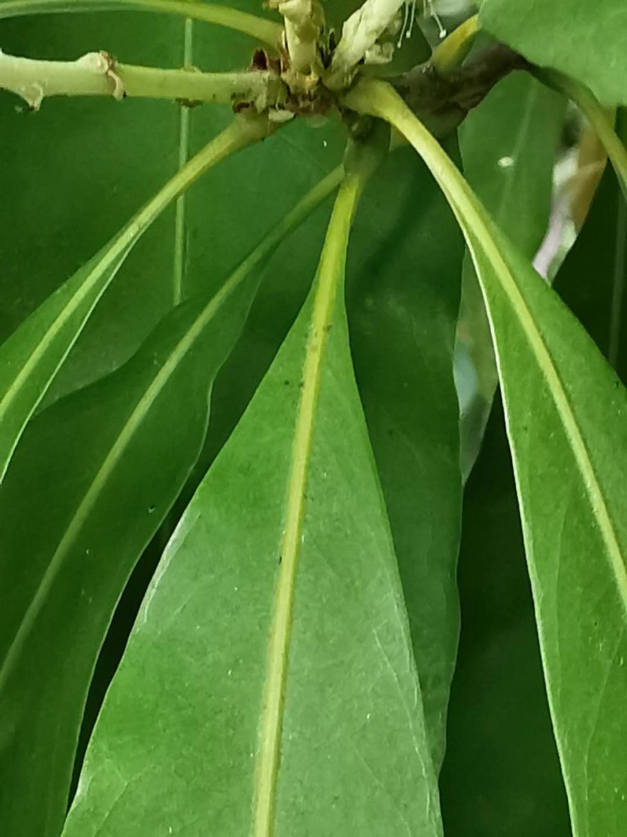 Литокарпус съедобный