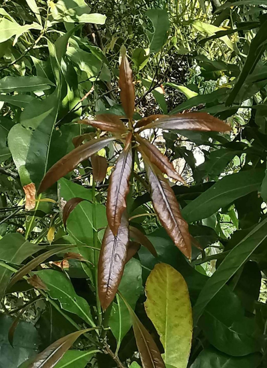 Lithocarpus hancei