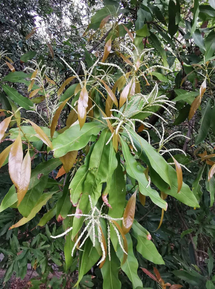 Lithocarpus hancei