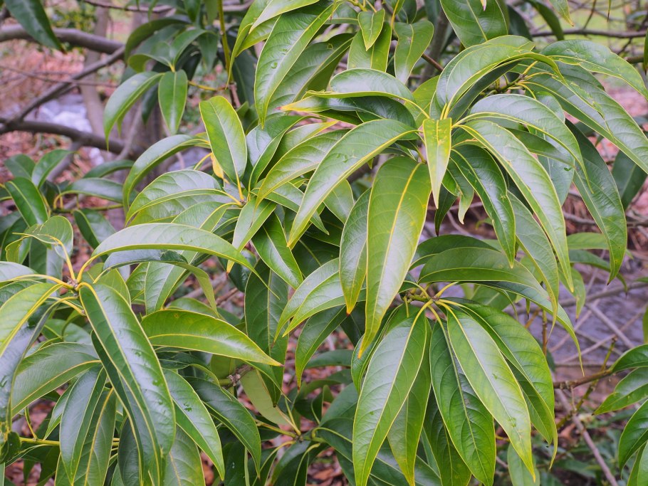 Литокарпус (Lithocarpus) фото