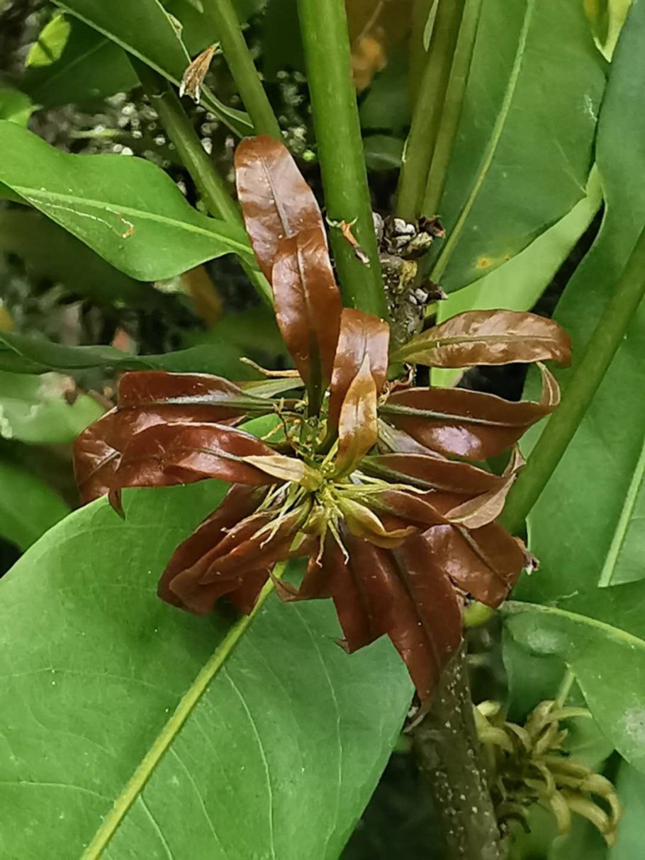 Lithocarpus hancei
