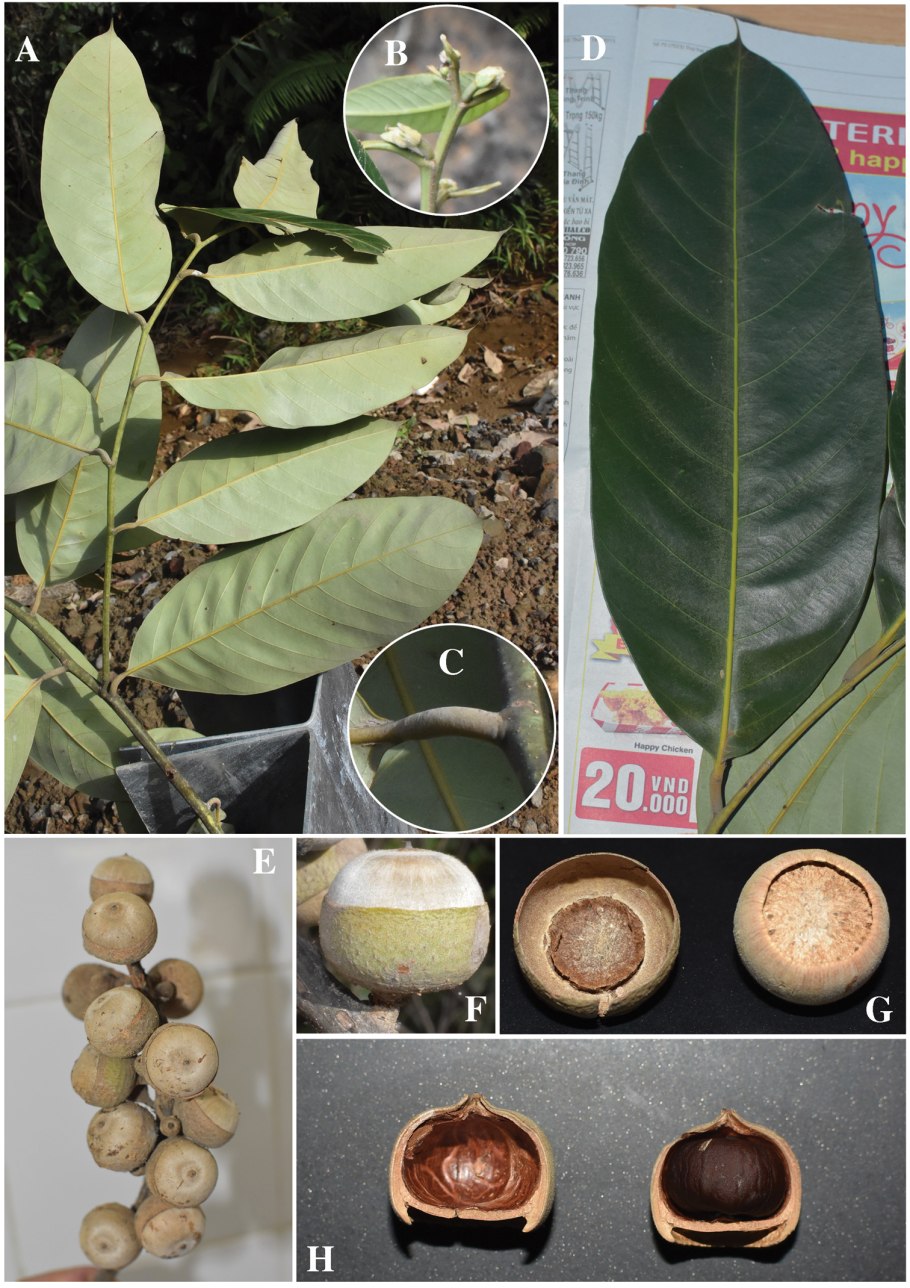 Литокарпус плоды