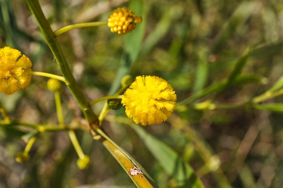 Acacia pycnantha
