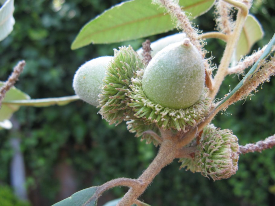 Литокарпус плоды