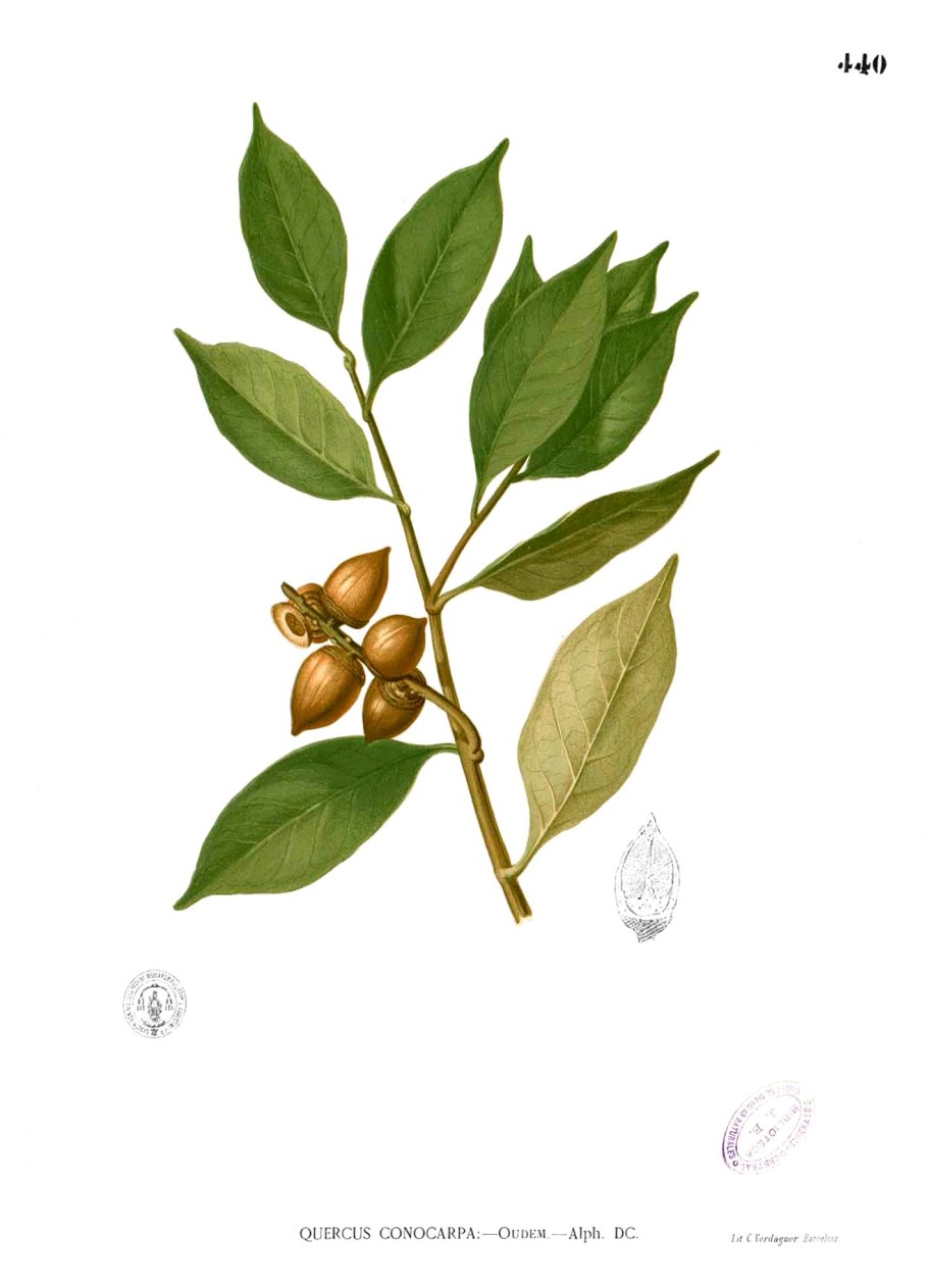 Lithocarpus pachylepis
