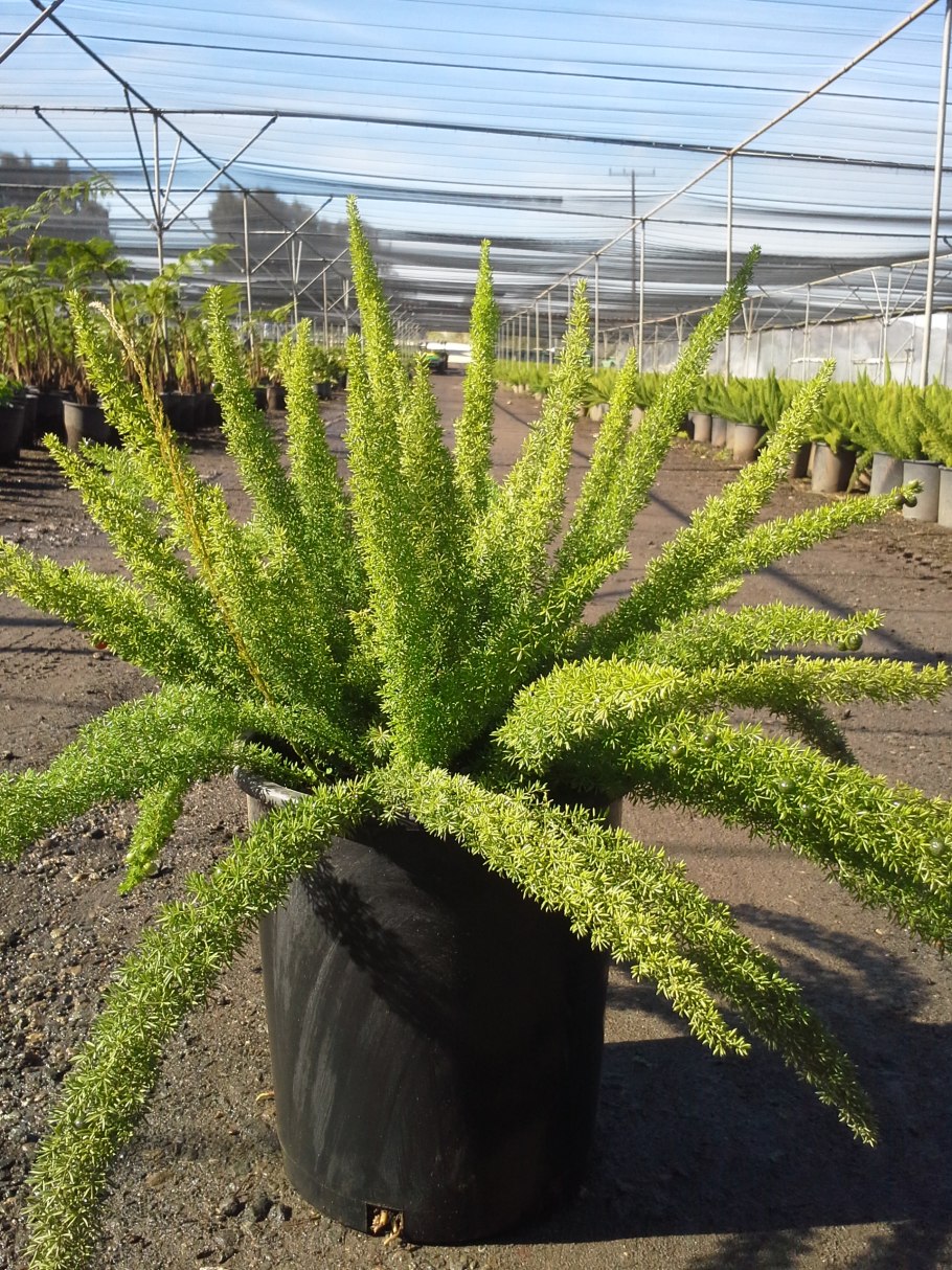 Камнеплодник плоды