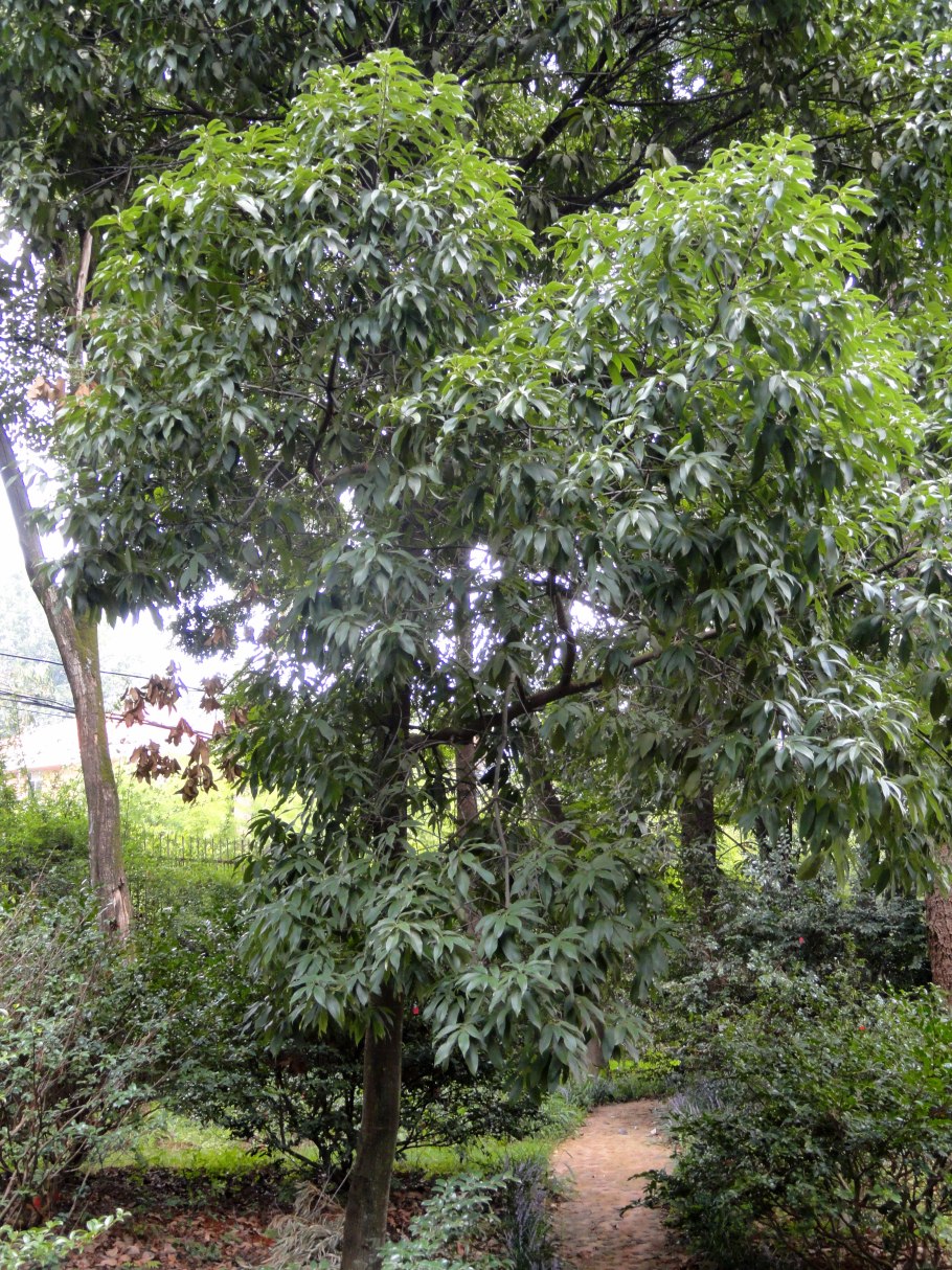 Lithocarpus densiflorus