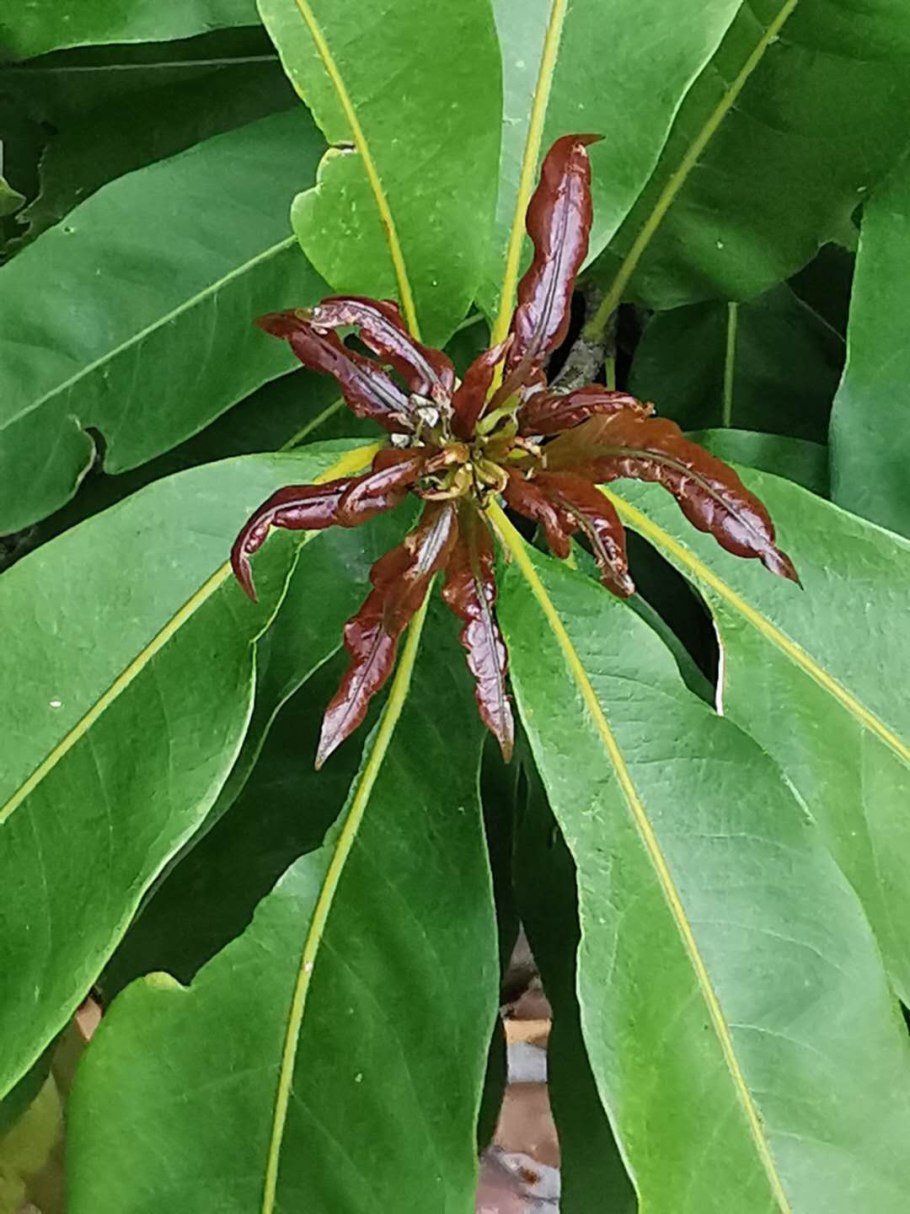 Lithocarpus hancei