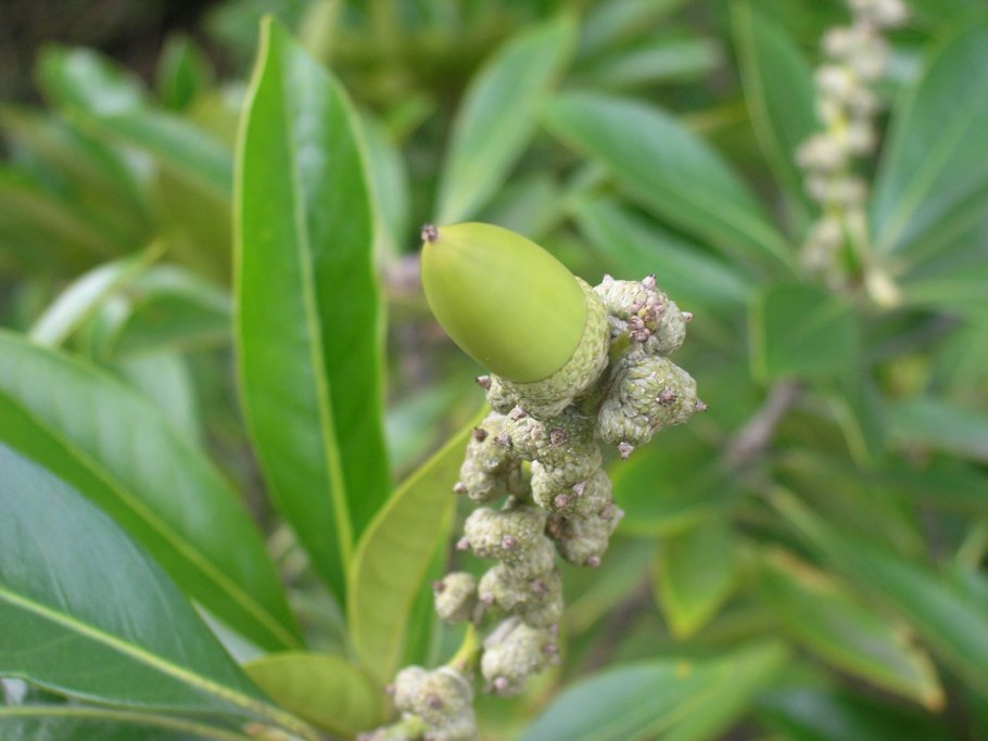 Литокарпус веститус