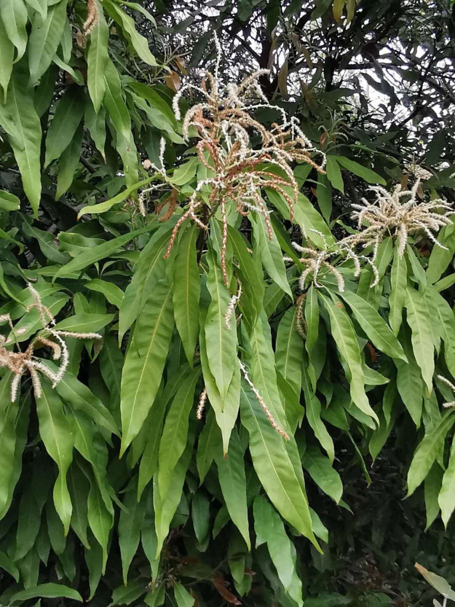 Литокарпус плоды