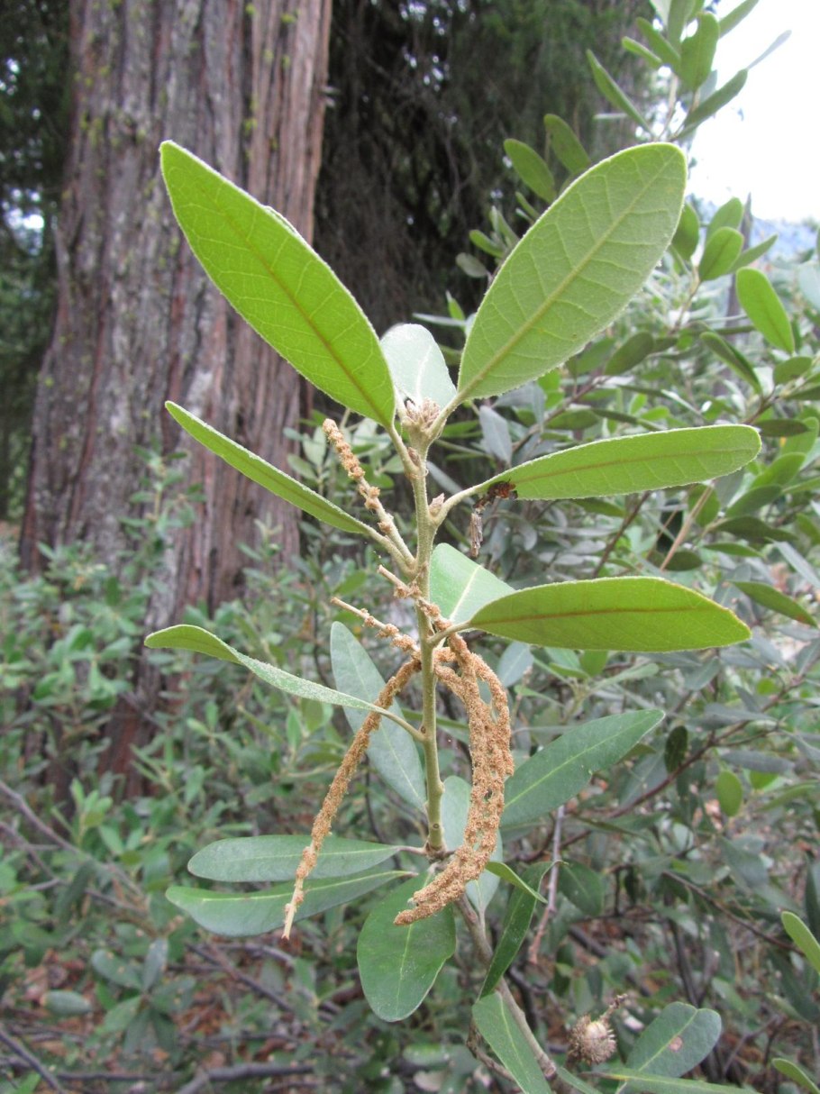 Notholithocarpus densiflorus