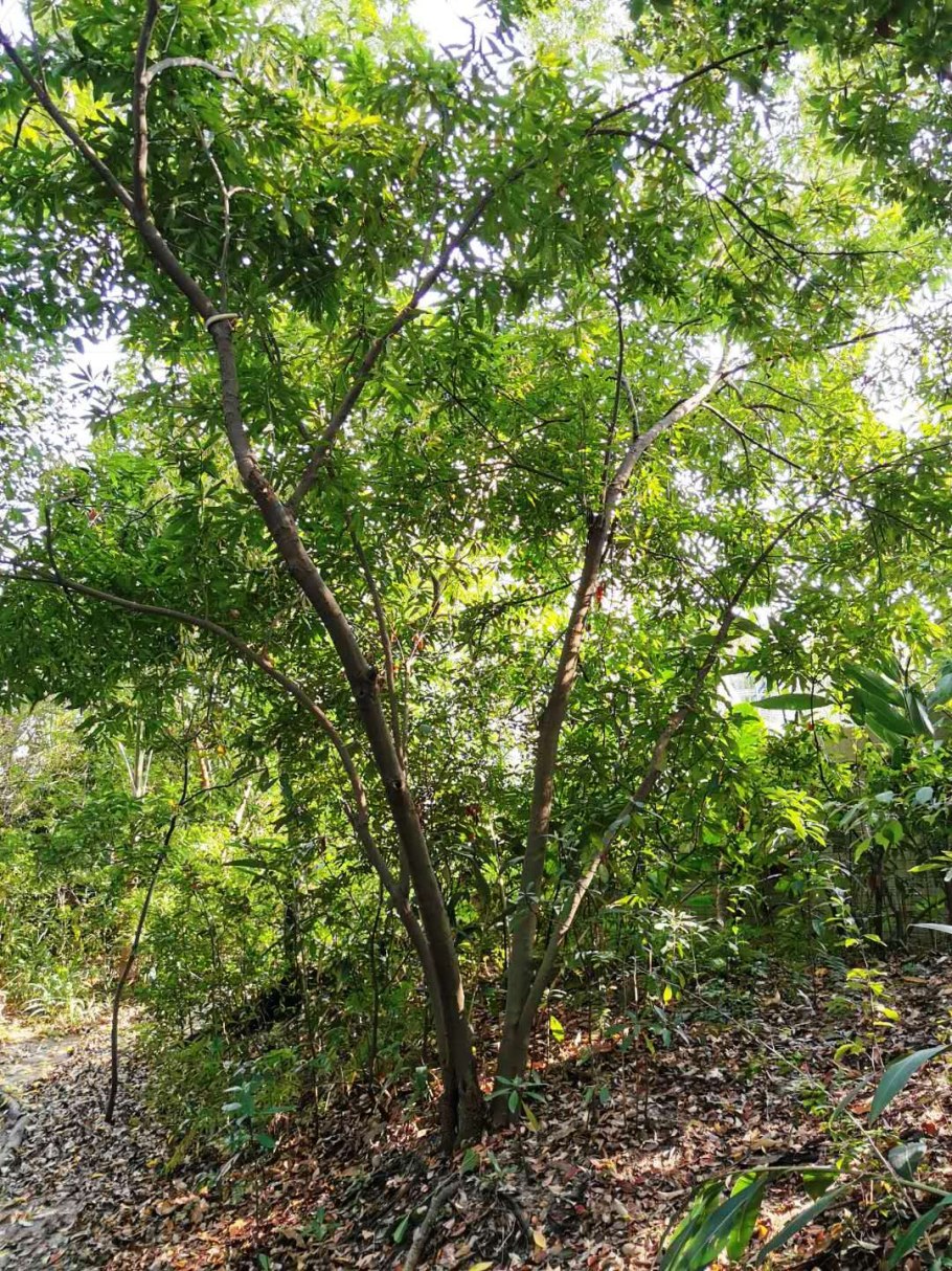 Кустарники Азии