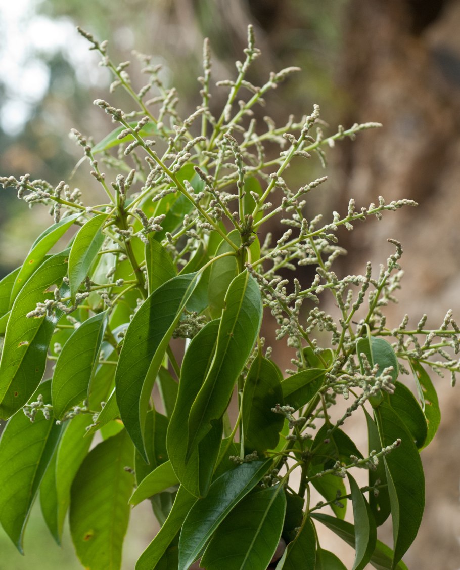 Сосна густоцветковая "Umbraculifera" (Умбракулифера)
