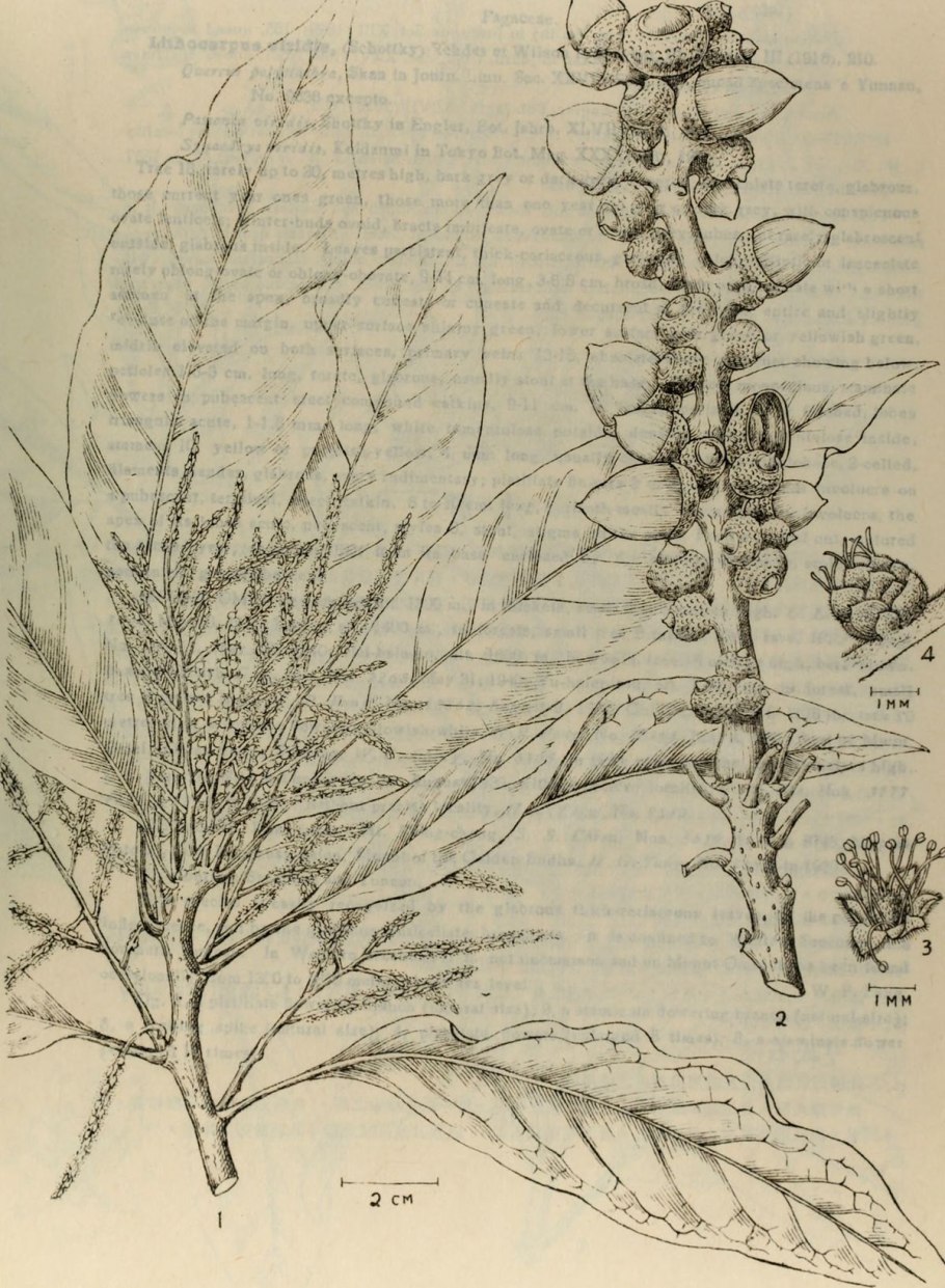 Литокарпус съедобный