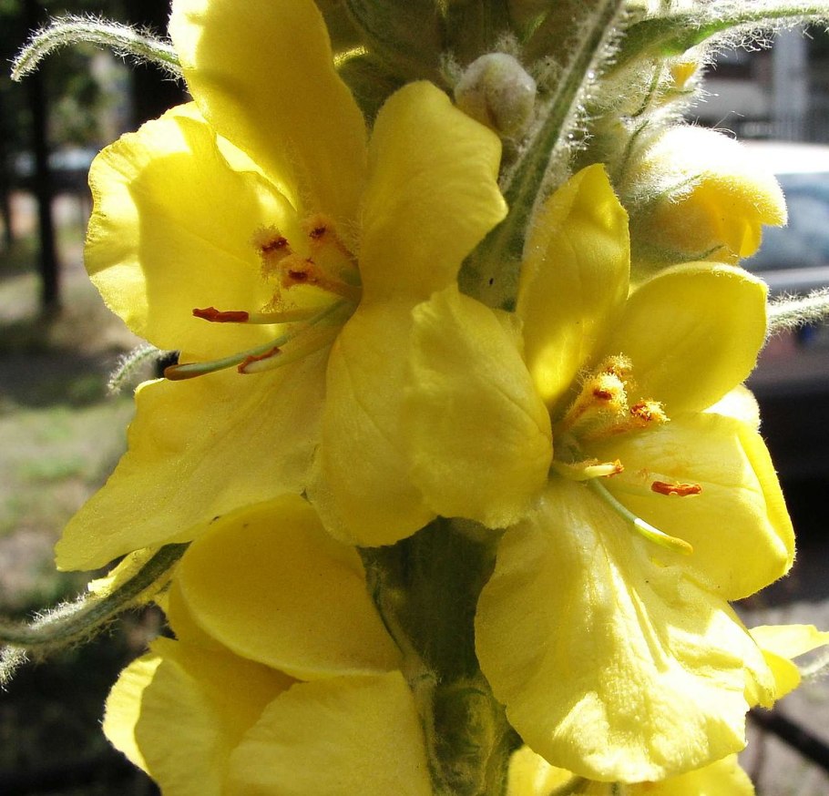 Verbascum densiflorum