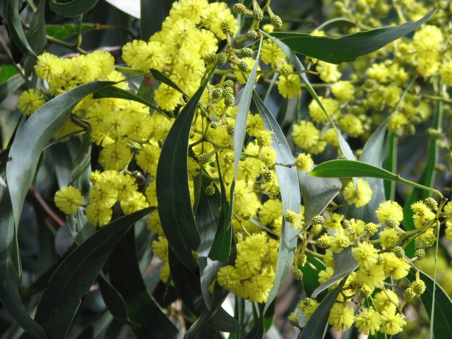 Acacia pycnantha golden wattle