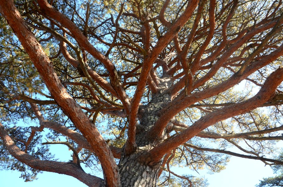 Могильная сосна