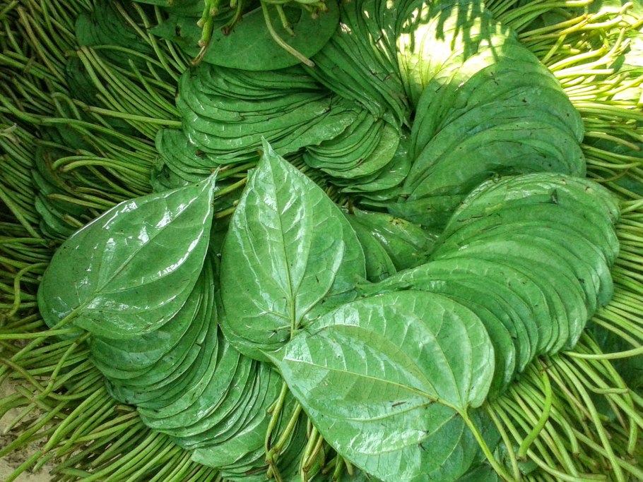 Перец бетель растение