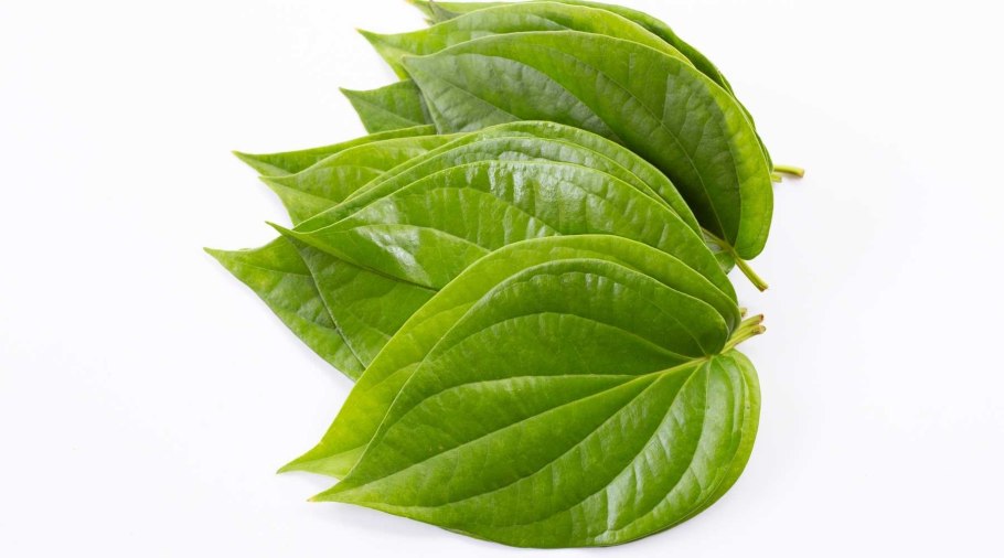 Betel Leaf