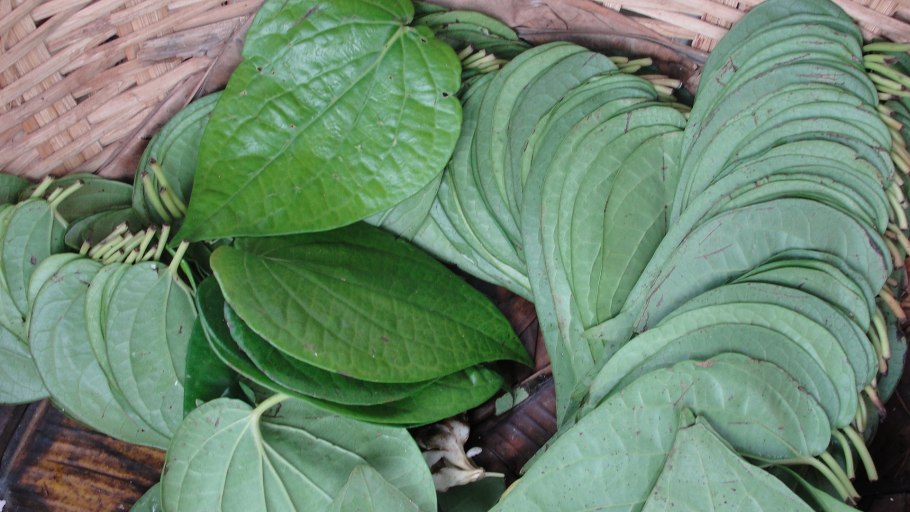 Девочки ореха бетель