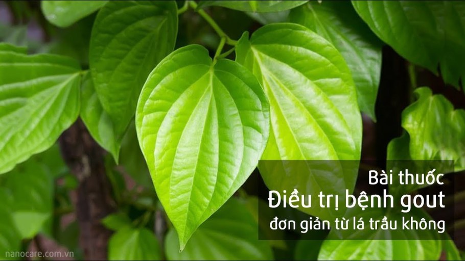 Бетель (piper betle