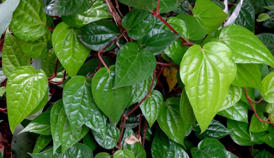 Орех бетеля