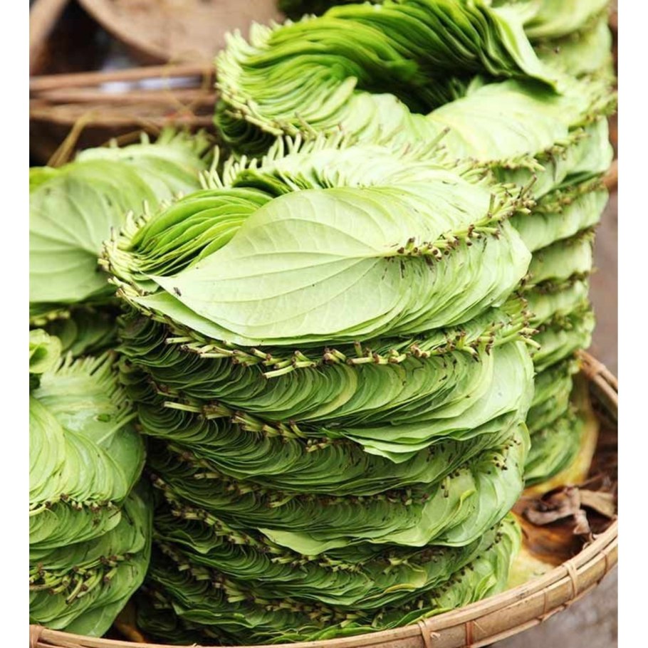 Бетельная Пальма