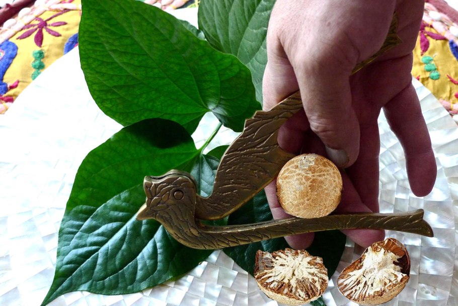 Бетель (Piper betle