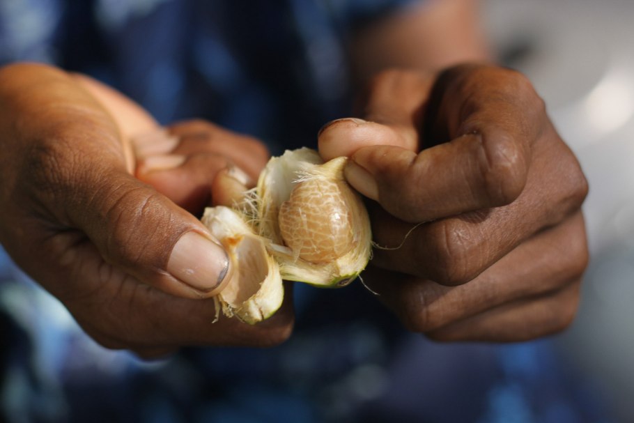 Лист бетеля в Индии