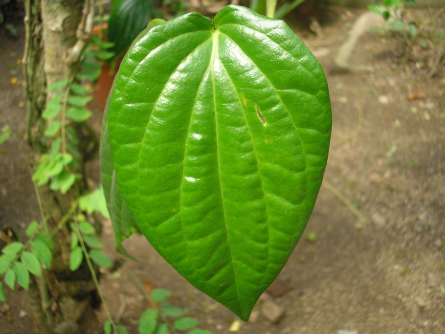 Betel leaf