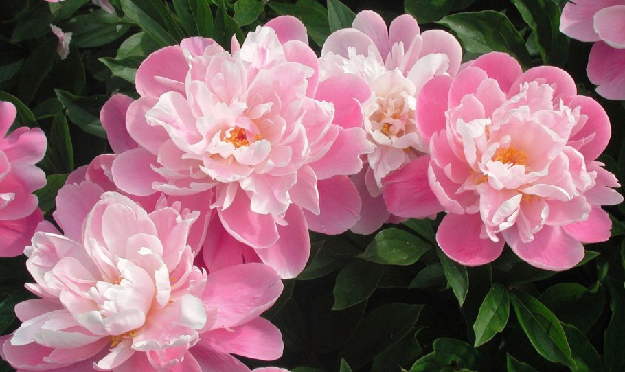 Палевый цвет