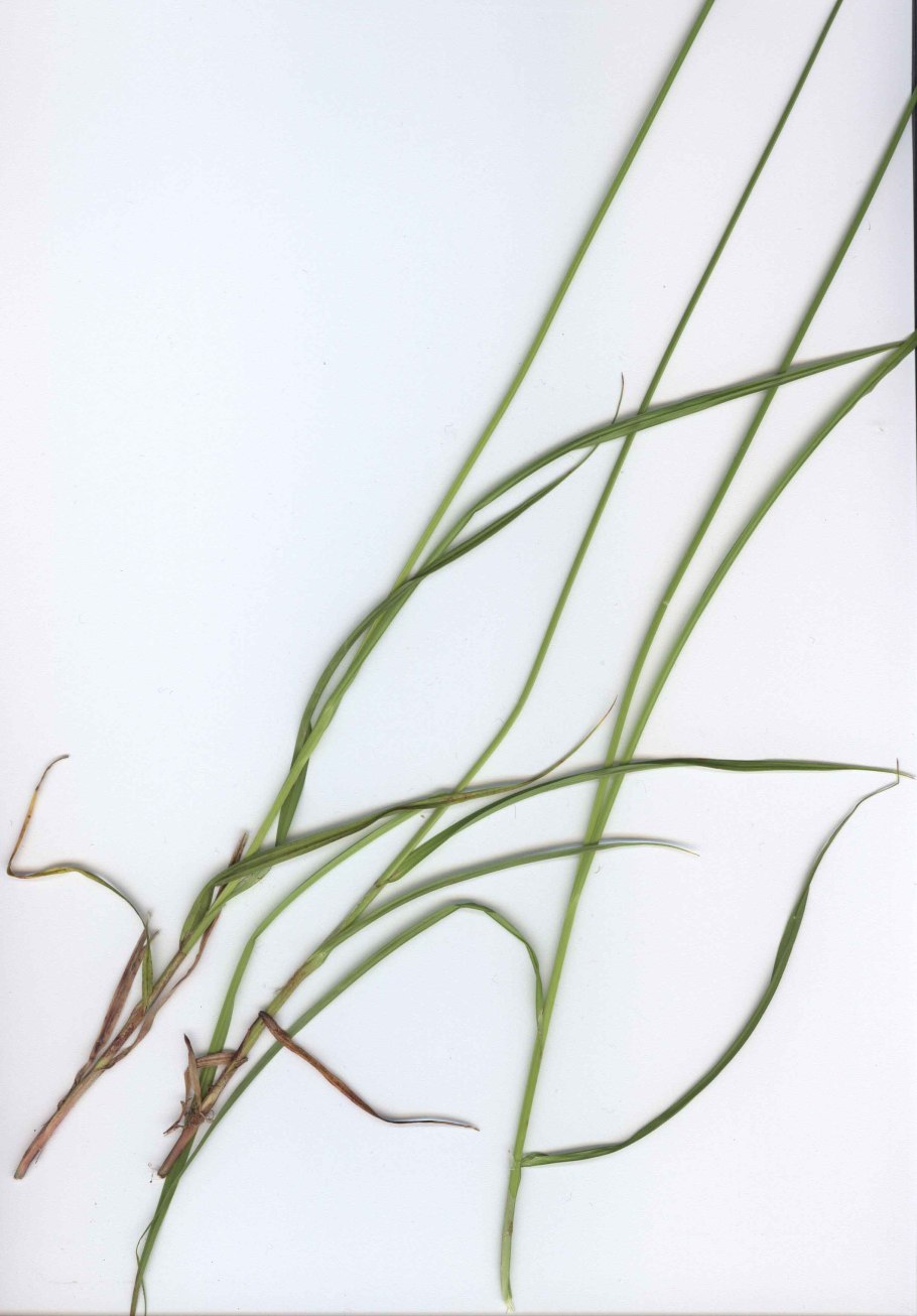 Carex spicata