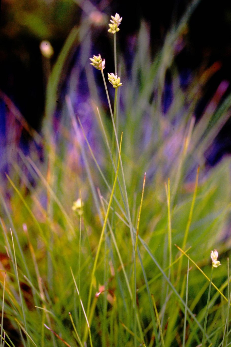 Осока тонкоцветковая
