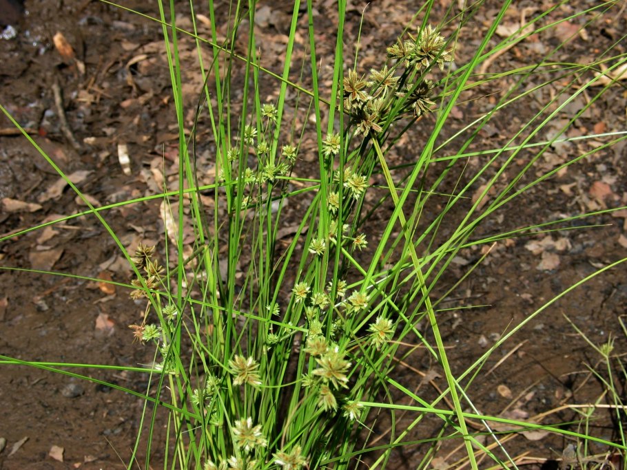 Cyperus glomeratus