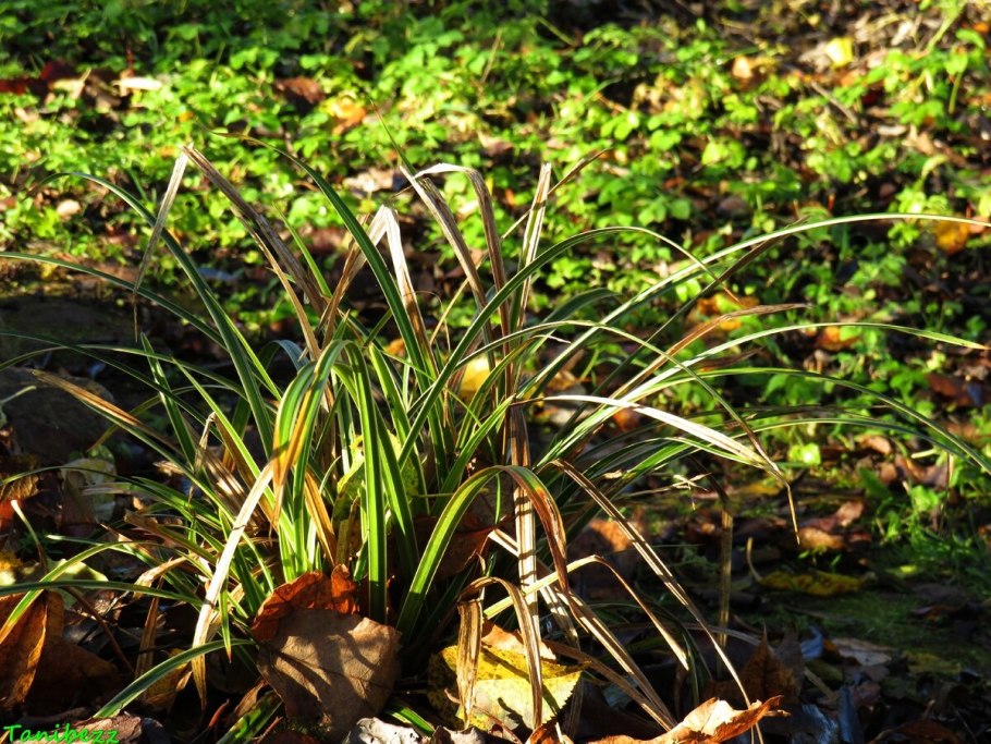 Осока Просяная