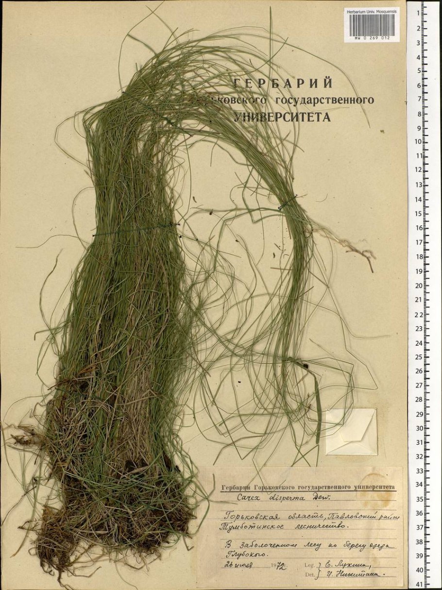 Осока Двусемянная (Carex disperma