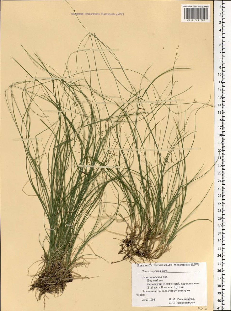 Carex disperma