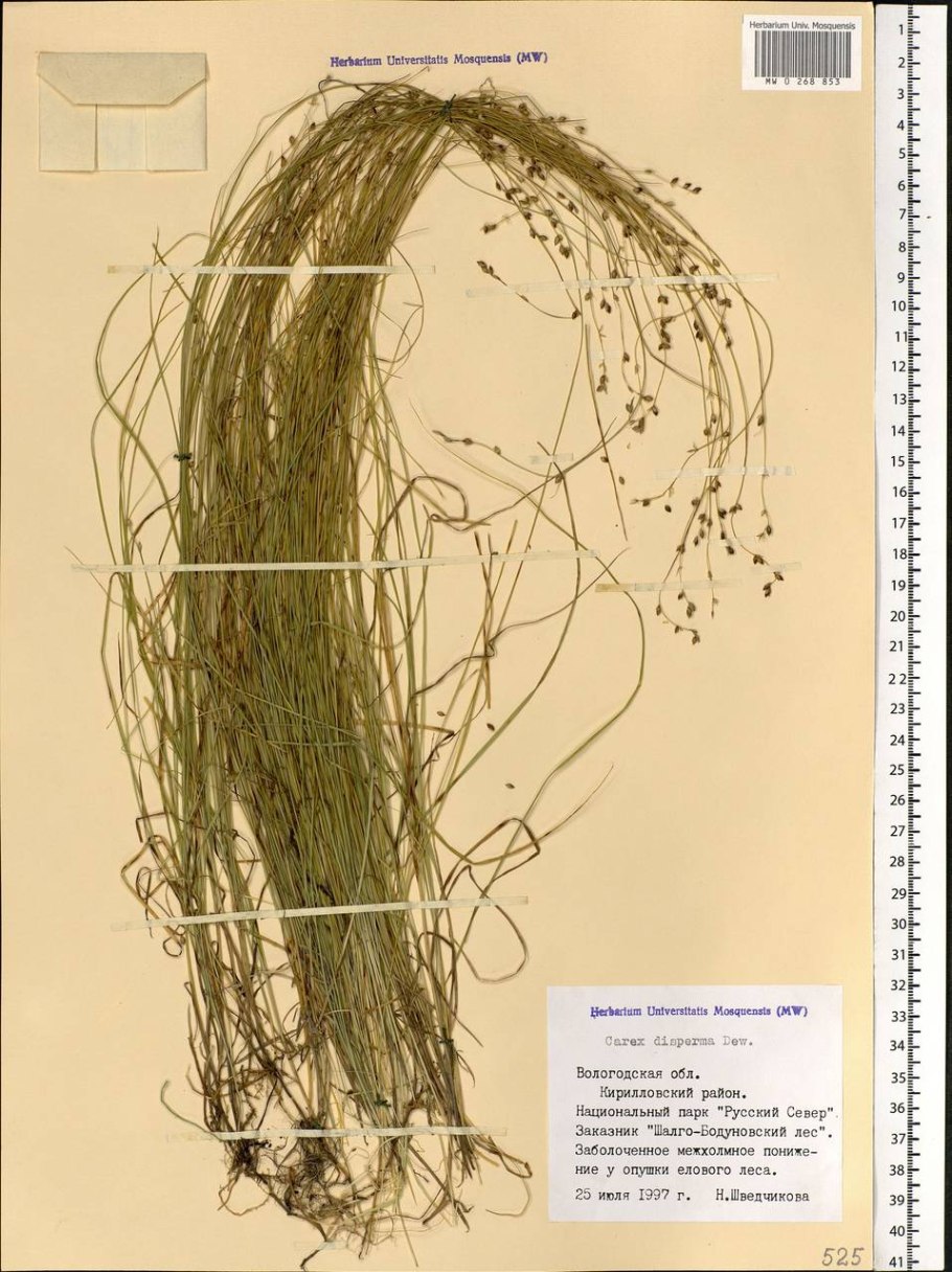 Осока подушковидная